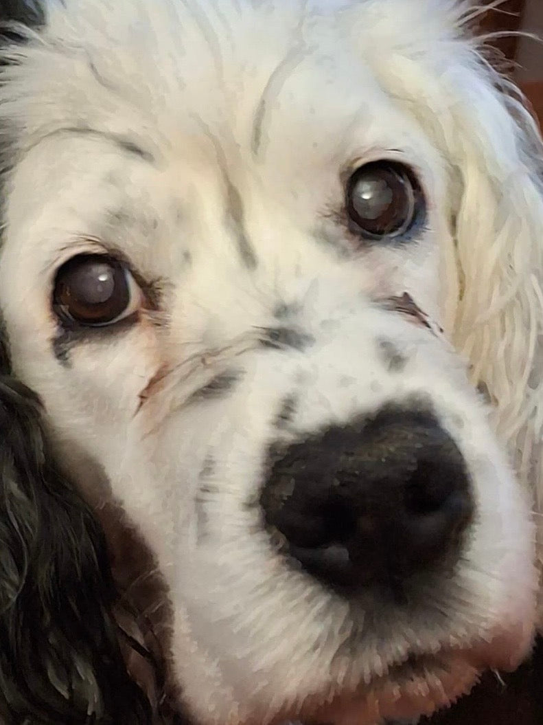 Dog Paw & Nose Balm