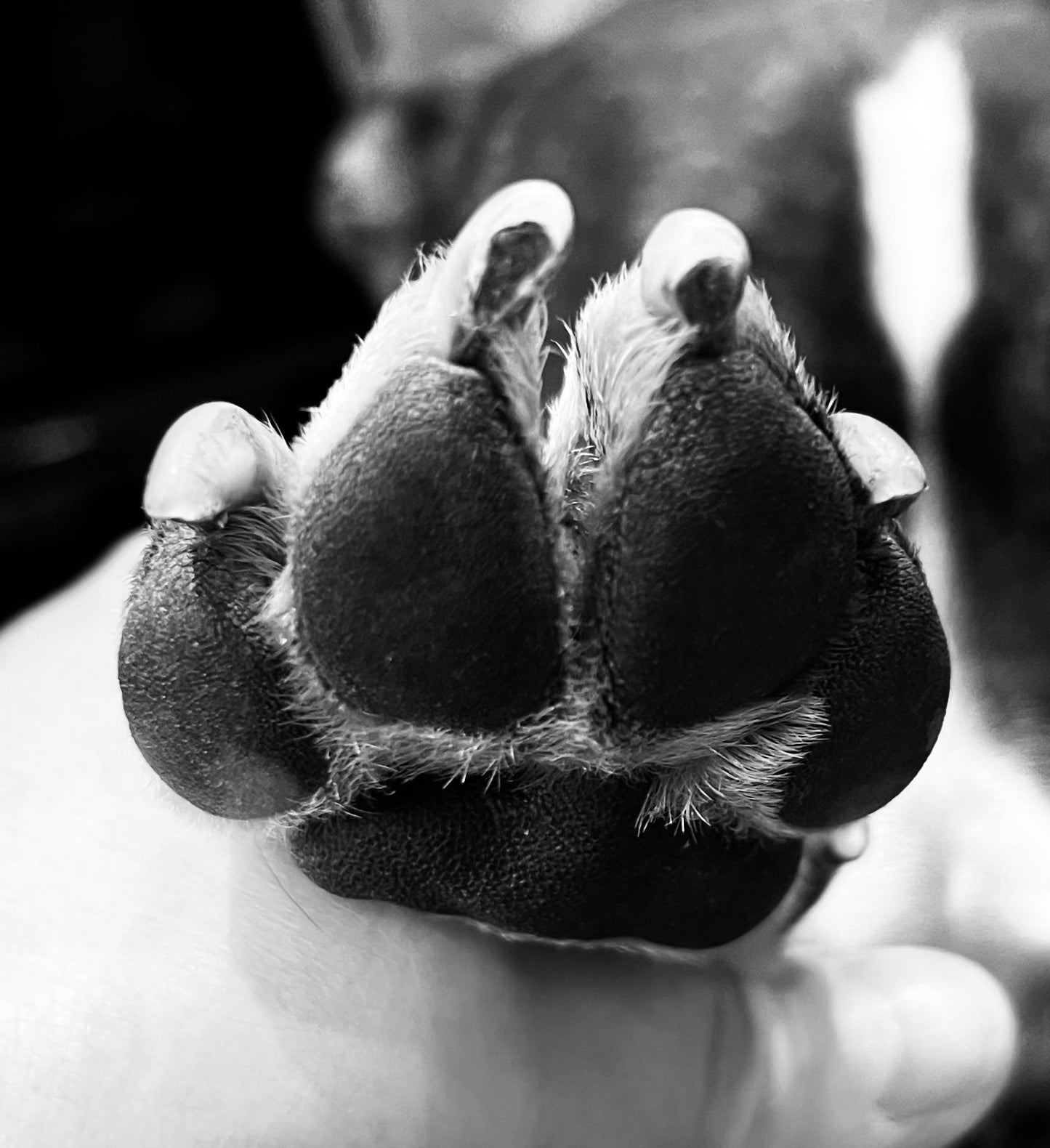 Dog Paw & Nose Balm